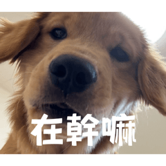 黃金獵犬菠菜在幹嘛?