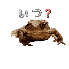 kupo_20260411203744