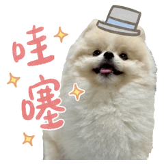 一隻可愛的Judo(第2彈）