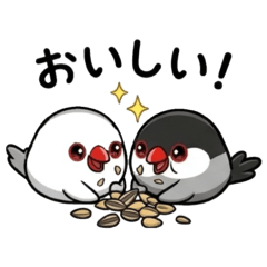 saicolo_ Java sparrow