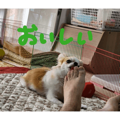 chico_20260411212701