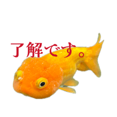 SASAKURE_20260411213105