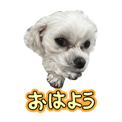 PANDA_20260411213038