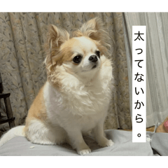 chico_20260411214537