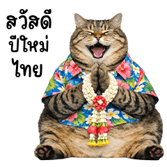 Tabby cat Songkran day