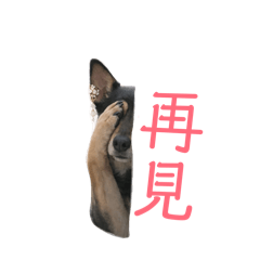 狗了沒？念念生活百態