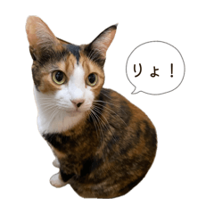 kinoko & ichigo & ribon