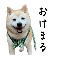 hachi_20260411223329