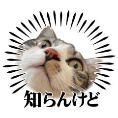 ozipo_20260412020520