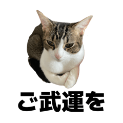 Nachi_20260412011222