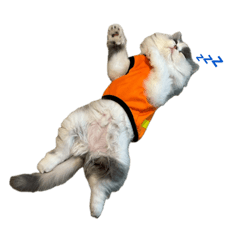 warrit_20260411234024