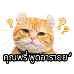 ThongPerm_20260412071739