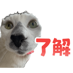 kiyokiyo_20260412084048
