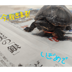 kameo_20260412083317