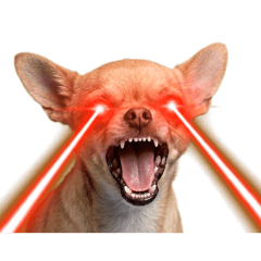 氣吉敗壞 - 生氣吉娃娃（動態貼圖）