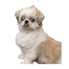 夏琳與他的小朋友們