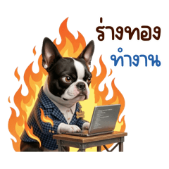 เดซี่ บอสตันเทอร์เรีย : สาวออฟฟิศ