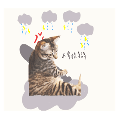 阿喵的狩獵生活