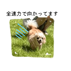 wanko!_20260412170200