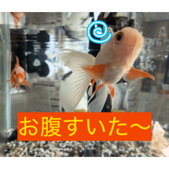 Ozaki_20260406181329