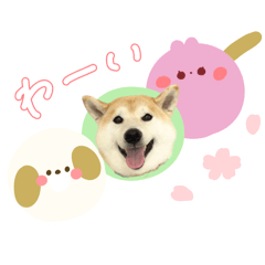 Chacha_20260412150831