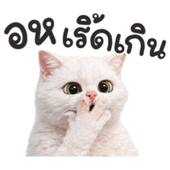 แมวขาวเริ่ดเกิน