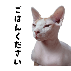 SphinxCAT MIRO
