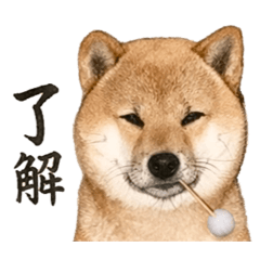 柴犬玄さんの男前スタンプ(日常) - LINE スタンプ | LINE STORE