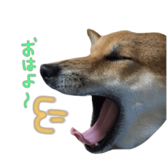 Shiba inu moca