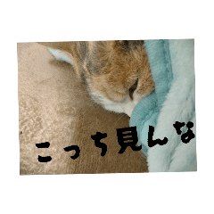 Momiji_20260412200853