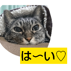 nyapi_20260412210934