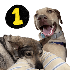 So in love with dogs ep01