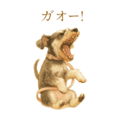 Cologne the Schnauzer