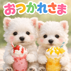 West Highland White Terrier n p