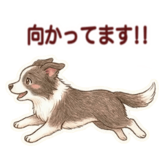Tamamo's Cream & White Border Collie