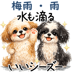 3D Shih Tzu dog during the rainy season