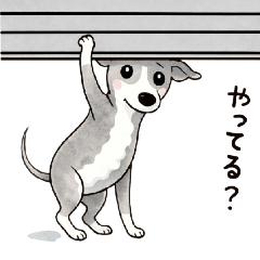 Everyday Italian Greyhound Vol.1