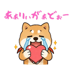 Cute Akita dog for expressing feelings