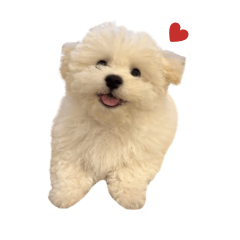 playful bichon frise