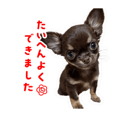 Chiroru_20260413024219