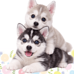Cute Husky Puppy Stickers