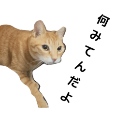 Nekozuki_20260412130939