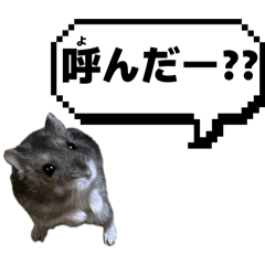 sakana_20260412150433