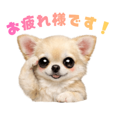 Tiny Chihuahua: Polite & Sweet