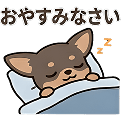 Pop Chihuahua (single color chocolate)