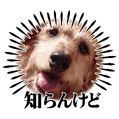 Dogman_20260412170412