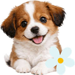Kooikerhondje Puppy Cute Daily Stickers