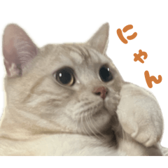 Okojo_20260412195642