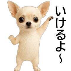 Yuru Dancing White Chihuahua