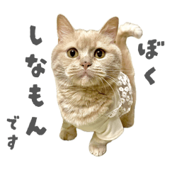 choco_20260412201644